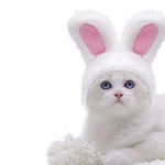 VIMEDA | Pet Bunny Hat™ (1+1 GRATIS))