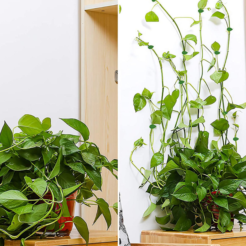 VIMEDA | Plant Fixture Clips™ ( 20+20 GRATIS)