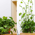 VIMEDA | Plant Fixture Clips™ ( 20+20 GRATIS)