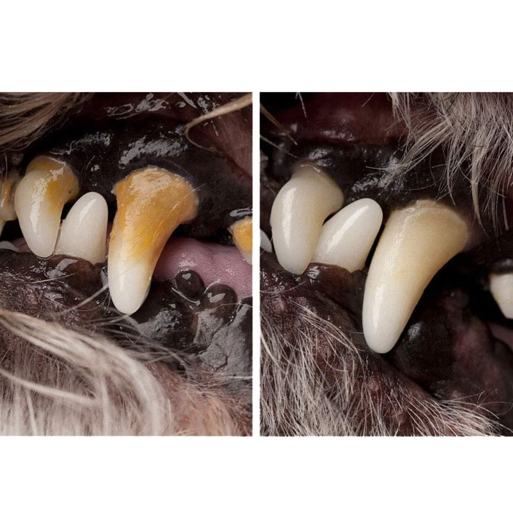 VIMEDA | Pet Dental Pen™
