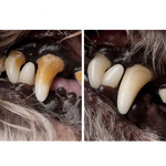 VIMEDA | Pet Dental Pen™