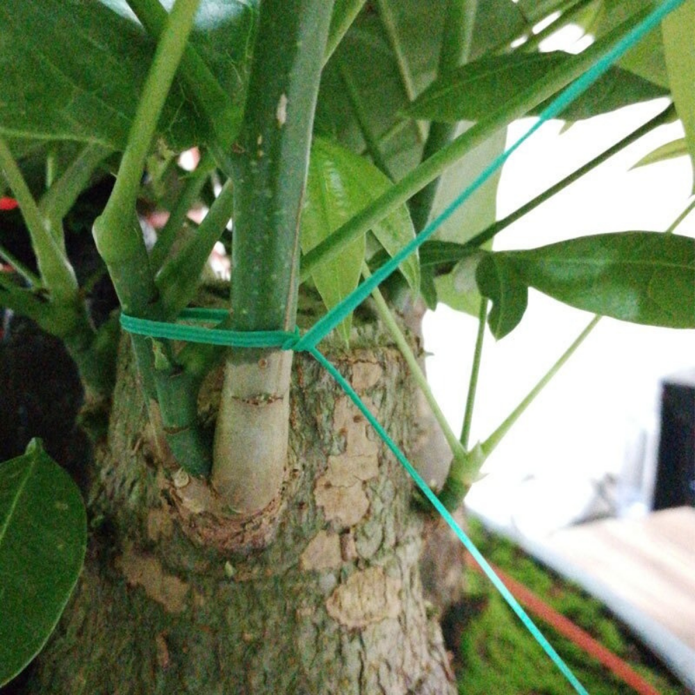 VIMEDA | Green Plant Ties™ (1+1 GRATIS)