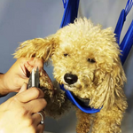 VIMEDA | Pet Grooming Hammock™