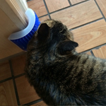 VIMEDA | Cat Massaging Brush™ (1+1 GRATIS)