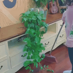 VIMEDA | Plant Fixture Clips™ ( 20+20 GRATIS)